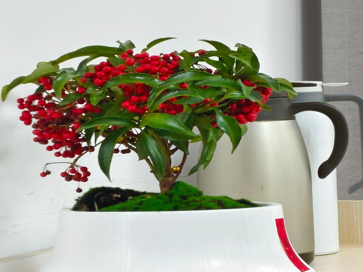 ��˾���w�Y����Gֲ����